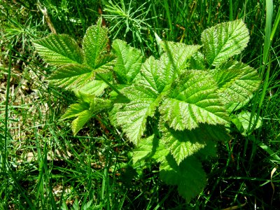 PP Na Popovickem kopci 036 Rubus fructicosus agg