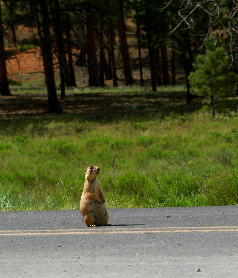 Prairie Dog Public Domain