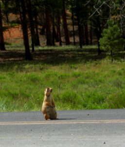 Prairie Dog Public Domain