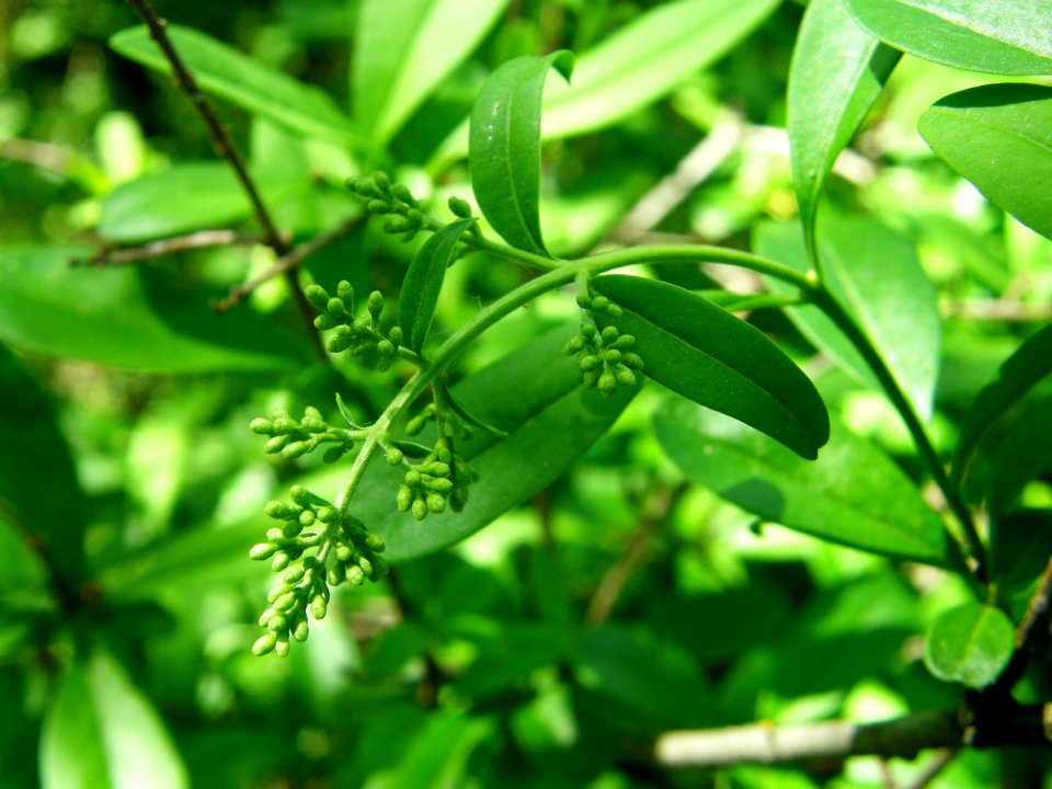 PP Na Popovickem kopci 029 Ligustrum vulgare