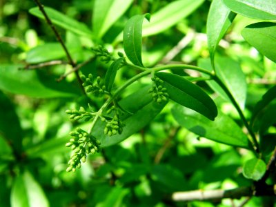 PP Na Popovickem kopci 029 Ligustrum vulgare