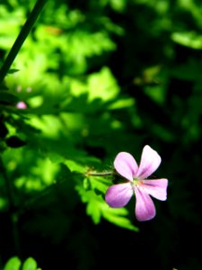 PP Na Popovickem kopci 035 Geranium robertianum