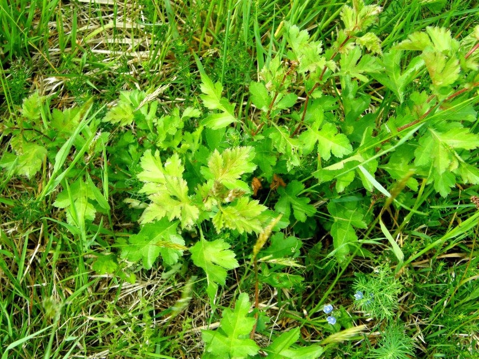 PP Na Popovickem kopci 051 Crataegus sp
