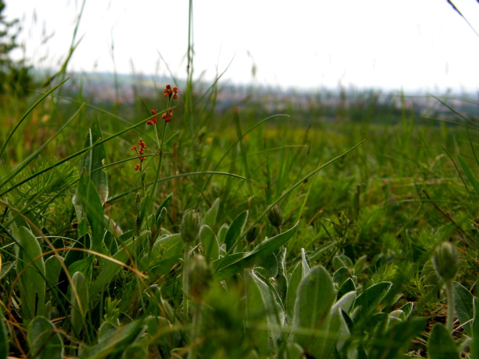 PP Na Popovickem kopci 050 Hieracium pilosella