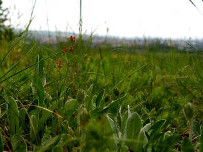 PP Na Popovickem kopci 050 Hieracium pilosella
