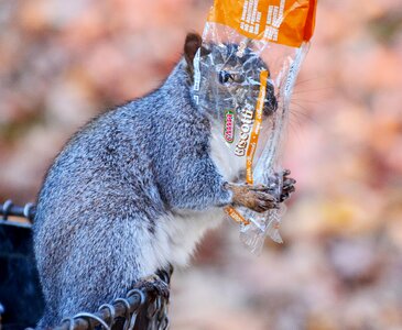 Nature searching for food ecology
