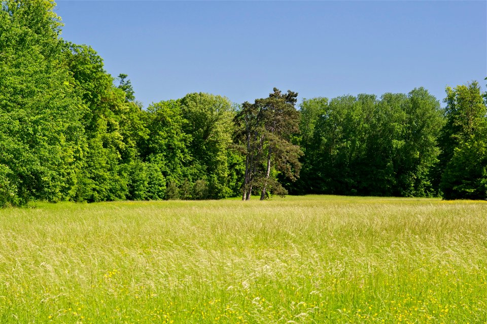 Prairie et forêt parc Champs sur Marne