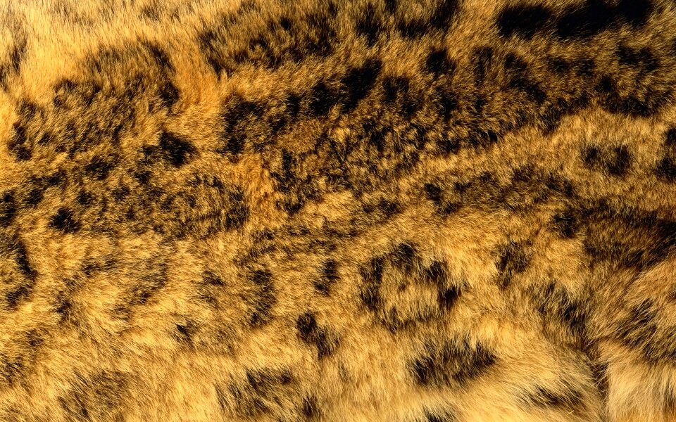 Bristle dog fur grain