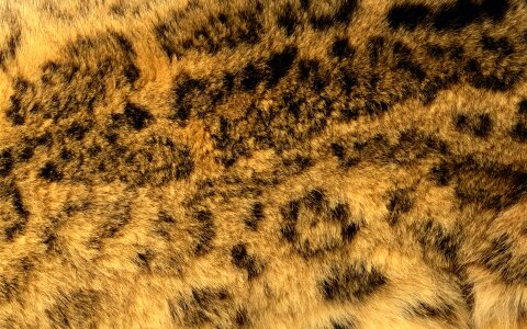 Bristle dog fur grain