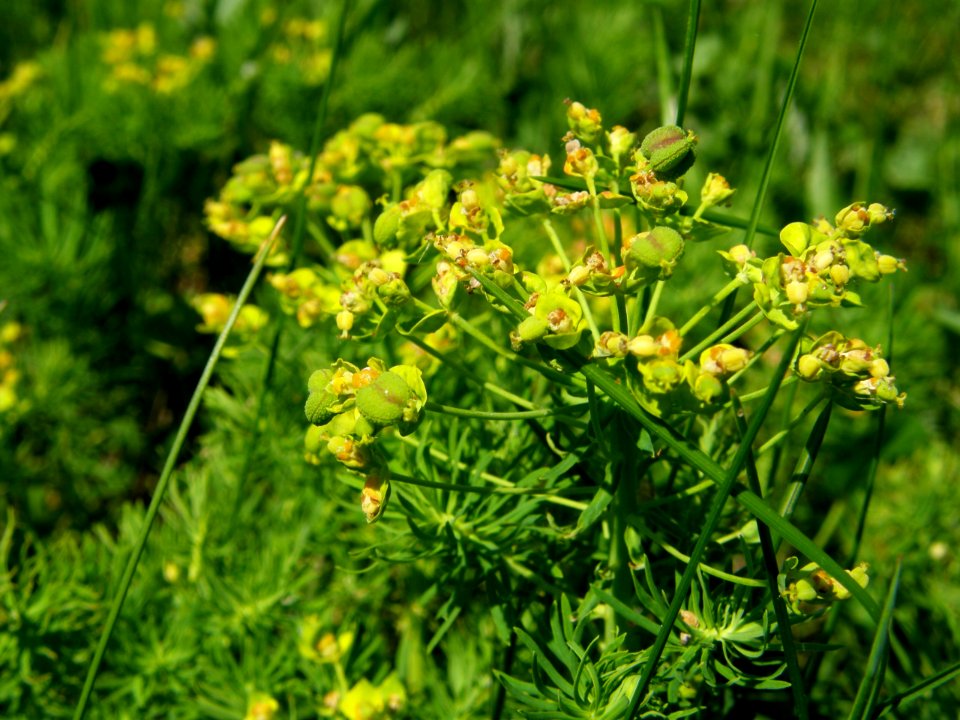PP Na Popovickem kopci 018 Euphorbia cyparissias