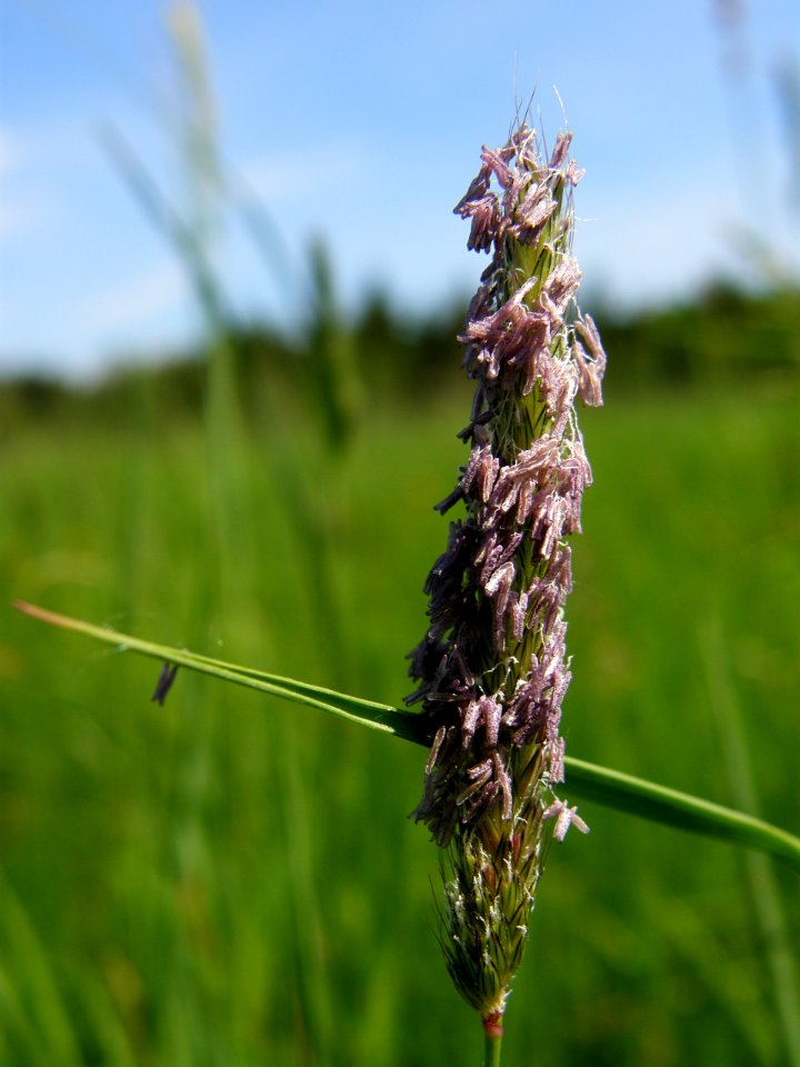PP Na Popovickem kopci 074 Alopecurus pratensis