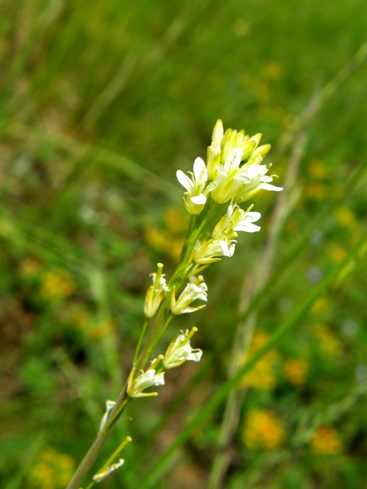 PP Na Popovickem kopci 056 Arabis glabra