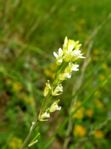 PP Na Popovickem kopci 056 Arabis glabra