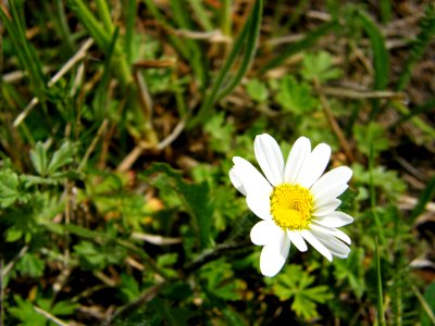 PP Na Popovickem kopci 053 Leucanthemum ircutianum