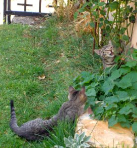 Pradanos del Tozo 2009 2