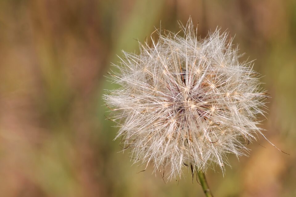 Dandelion seeds roadside