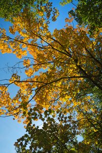 Forest nature red color photo