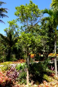 Pouteria caimito - Naples Botanical Garden - Naples, Florida - DSC09716