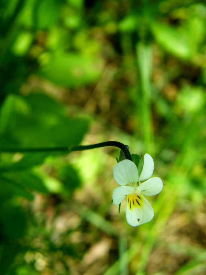 PP Na Popovickem kopci 034 Viola arvensis