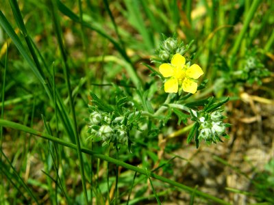 PP Na Popovickem kopci 040 Potentilla argentea
