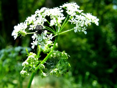 PP Na Popovickem kopci 024 cf Valgus hemipterus