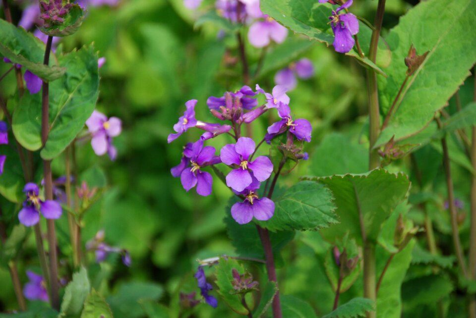 The scenery flower spring