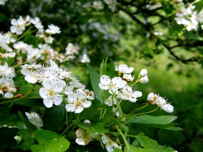 PP Na Popovickem kopci 071 Crataegus sp