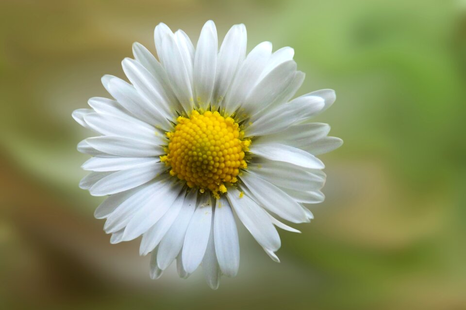 Flower pointed flower lawn flower