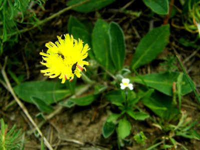 PP Na Popovickem kopci 048 Hieracium pilosella