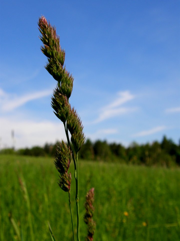 PP Na Popovickem kopci 077 Dactylis glomerata