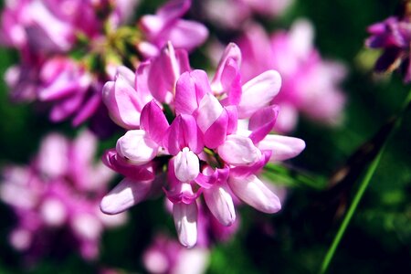 Bloom crown vetch legume