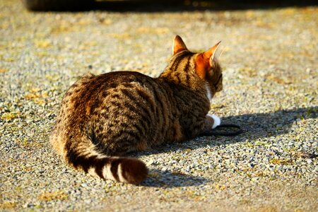 Mackerel domestic cat tiger cat photo