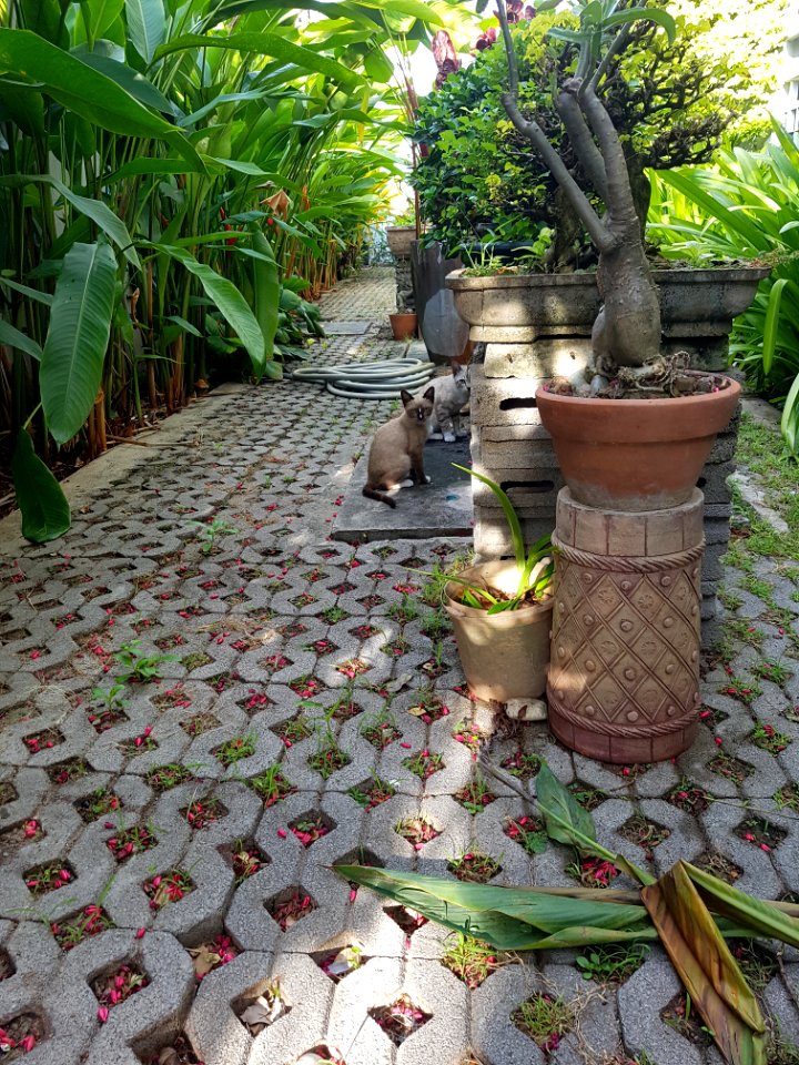 Pran Buri kitties - 2017-04-14 (001)