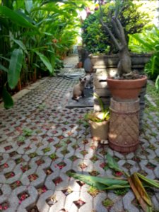 Pran Buri kitties - 2017-04-14 (001)