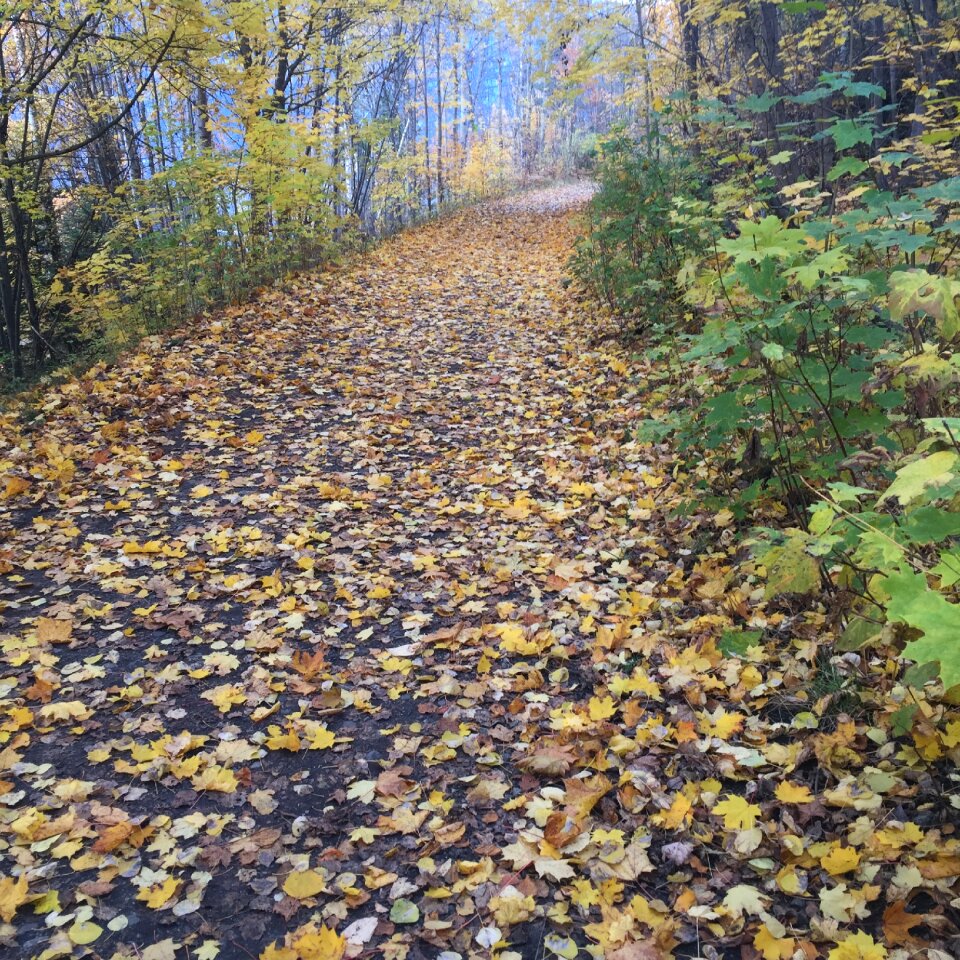 Trees autumn fall leaves