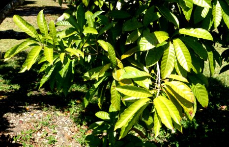 Pouteria campechiana - Fruit and Spice Park - Homestead, Florida - DSC09121