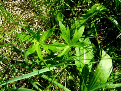 PP Na Popovickem kopci 014 Ranunculus sp Taraxacum sp Plantago lanceolata
