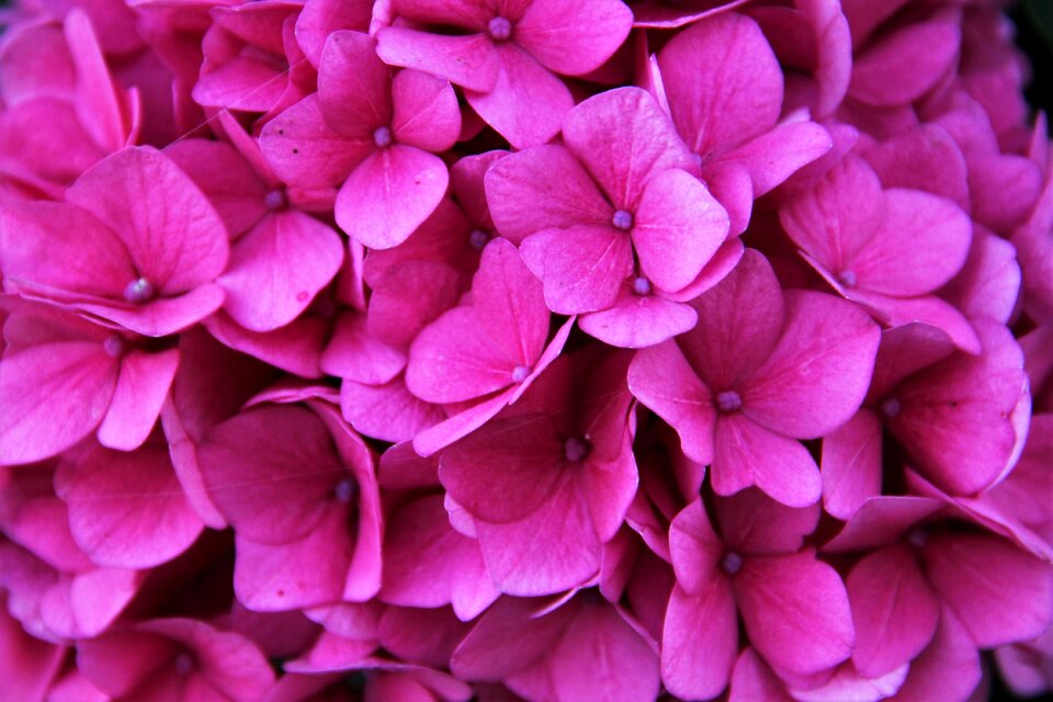 Partial view flower pink