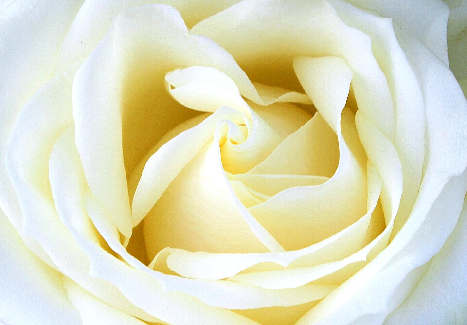 Blossom bloom tender