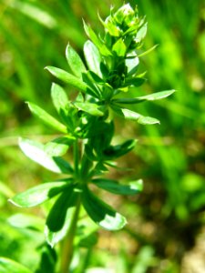 PP Na Popovickem kopci 011 Galium sp