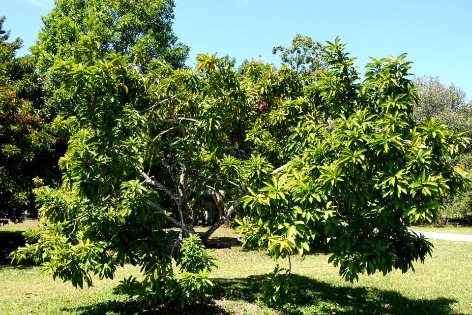 Pouteria campechiana - Fruit and Spice Park - Homestead, Florida - DSC09119