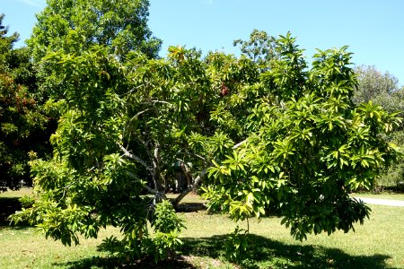 Pouteria campechiana - Fruit and Spice Park - Homestead, Florida - DSC09119