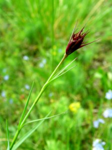 PP Na Popovickem kopci 044 Dianthus carthusianorum