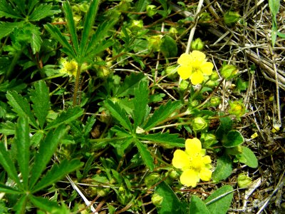PP Na Popovickem kopci 042 Potentilla heptaphylla