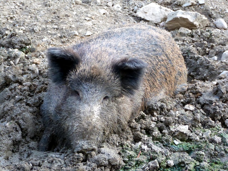 Prase ve zbraslavském zookoutku
