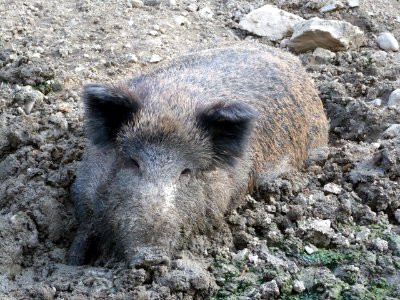 Prase ve zbraslavském zookoutku