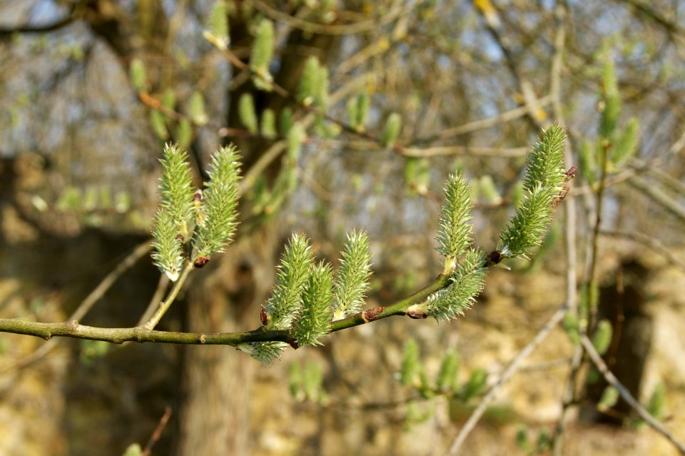 Pousses bourgeons printemps Chevreuse
