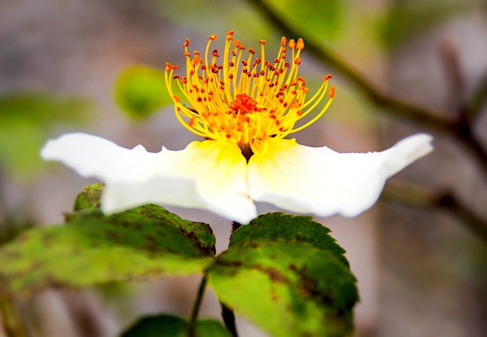 Close up flower open flower