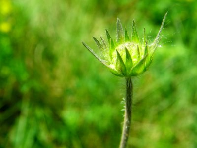 PP Na Popovickem kopci 020 cf Knautia spp