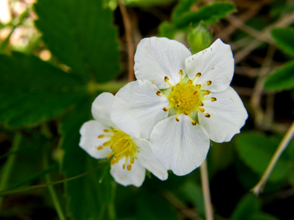 PP Na Popovickem kopci 058 Fragaria cf vesca